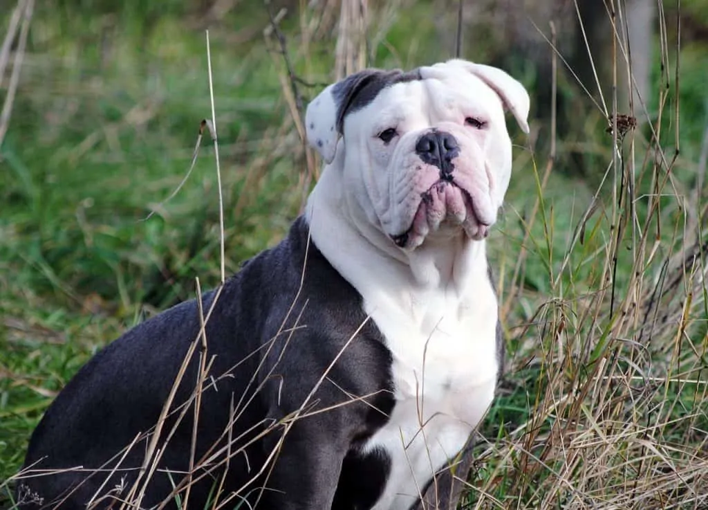 Olde english best sale bulldog white