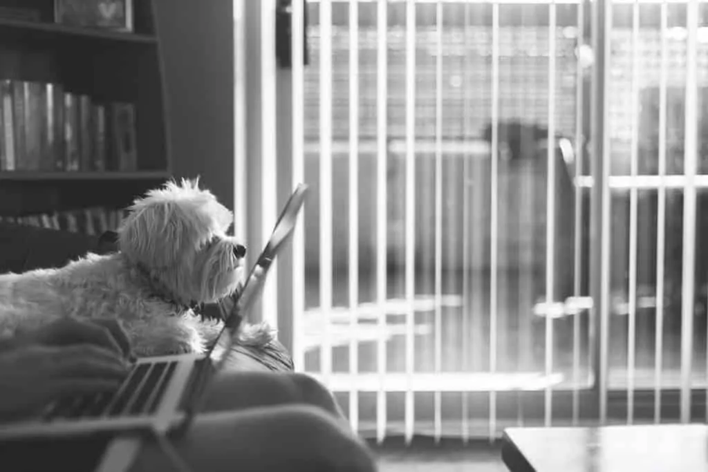 Pic 8 a black and white picture of a Shichon next to someone working from home