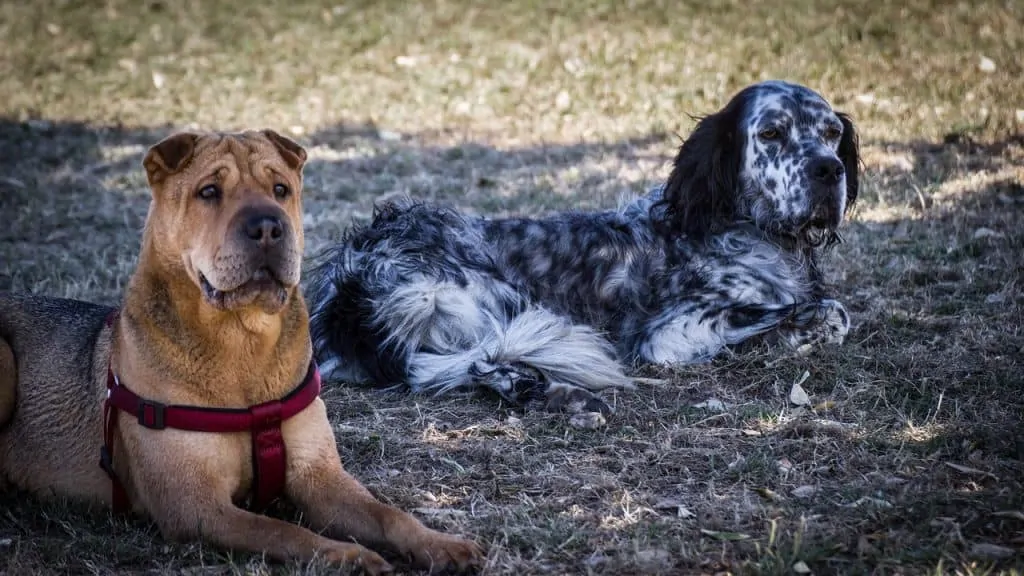 Pic 8 a shar pei with another dog