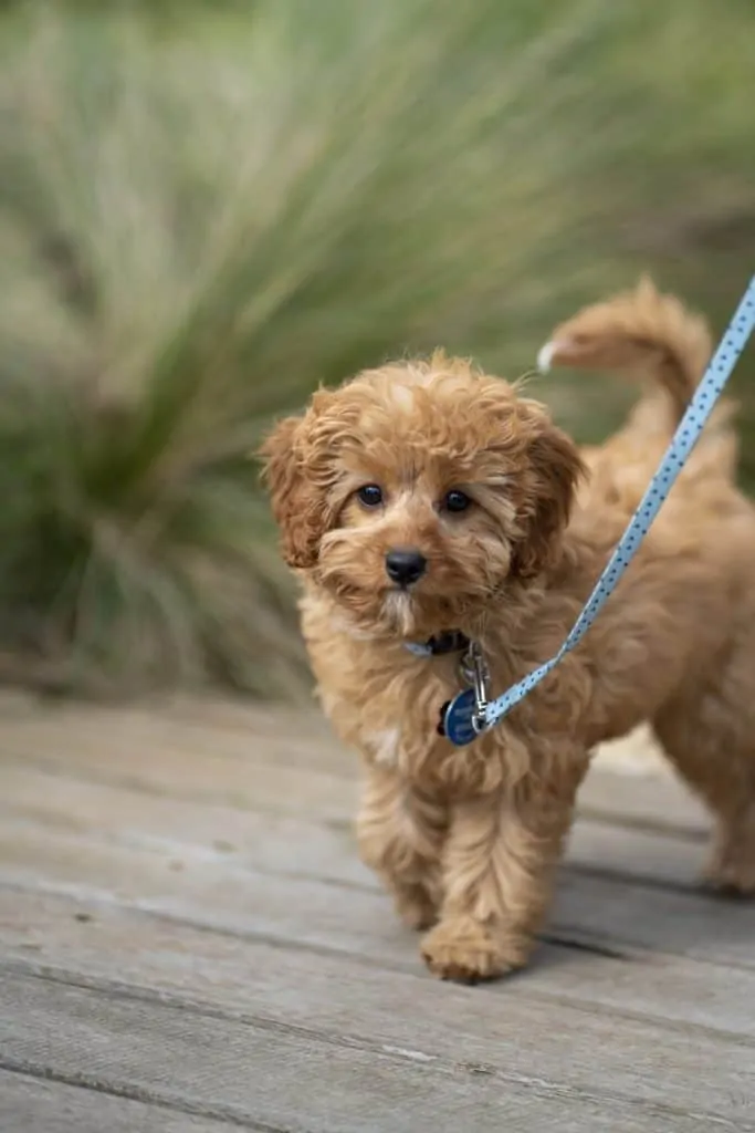 Shichon hypoallergenic outlet