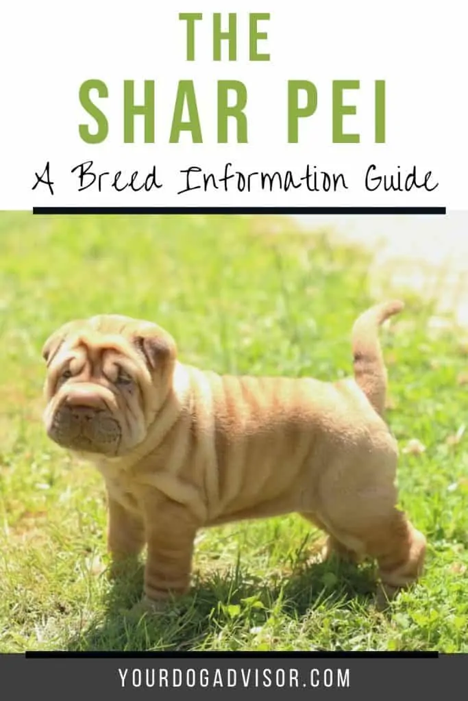 Shar Pei 2