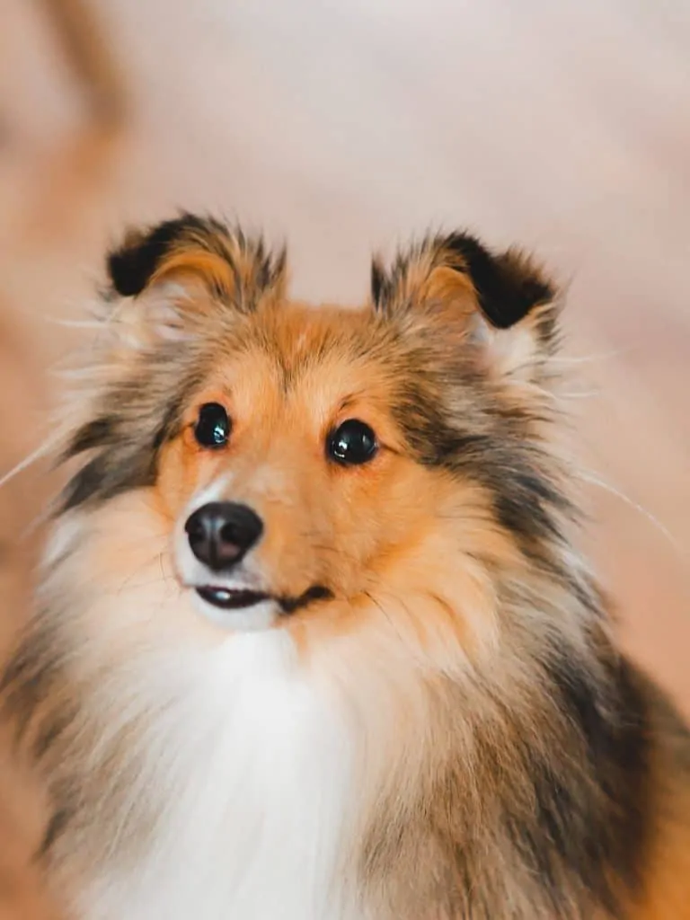 Pic 1 a brown and white sheltie