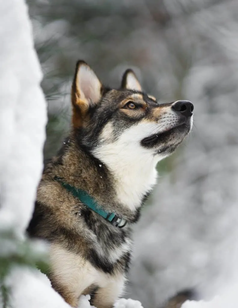 Pic 3 a Tamaskan in snow