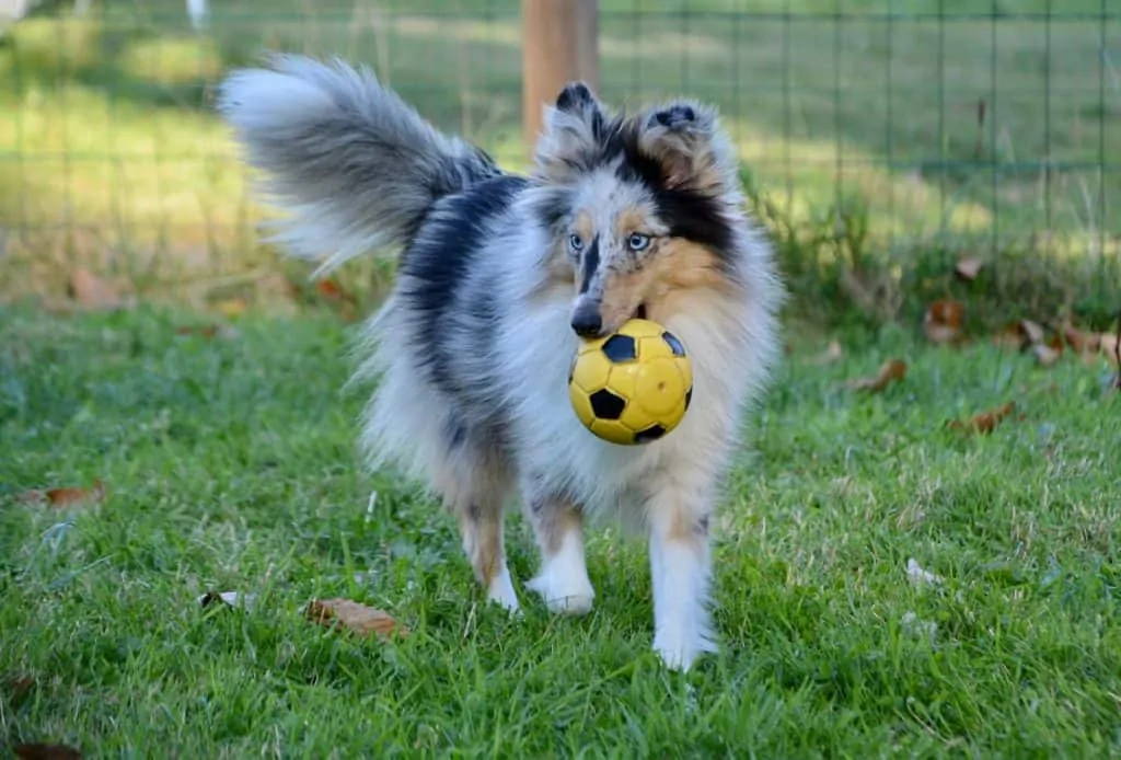 Pic 3 a sheltie with a yellow ball