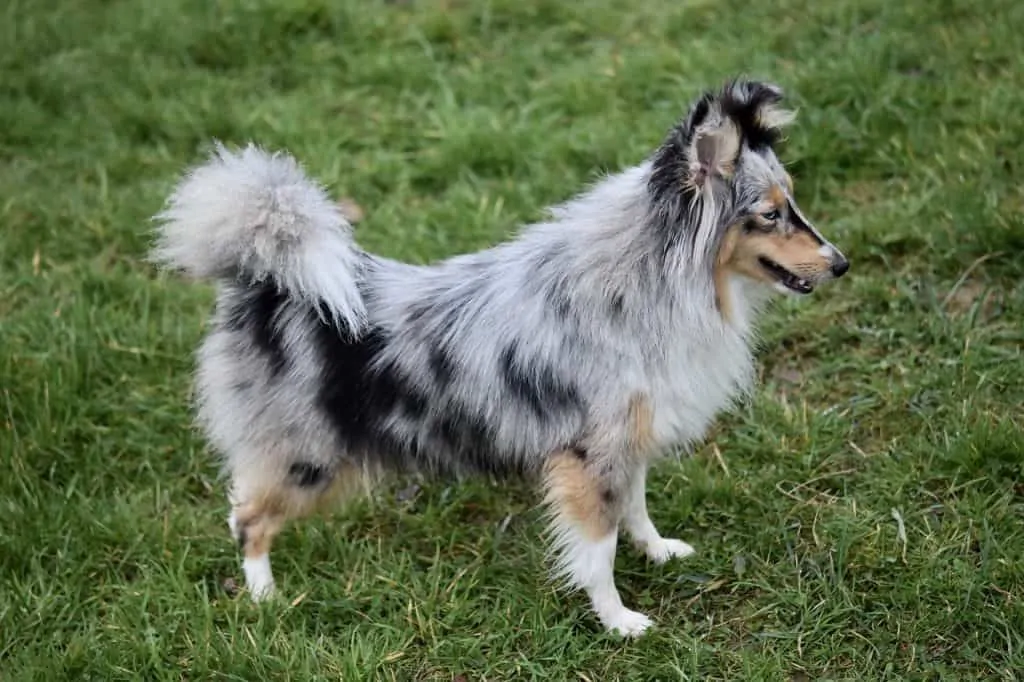 Pic 5 a blue merel sheltie in grass