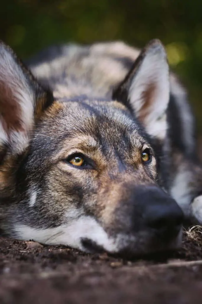 Pic 7 a Tamaskan laying down