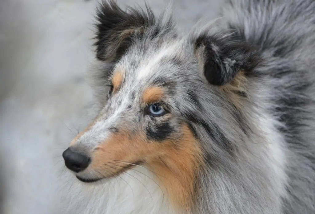 Pic 7 a closeup of a blue eyed sheltie