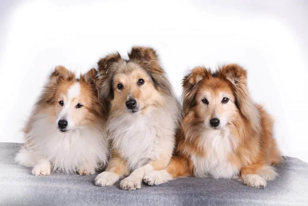 Pic 8 three shelties