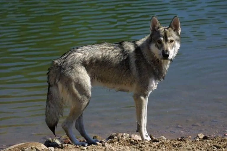 Pic 9 a Tamaskan swimming