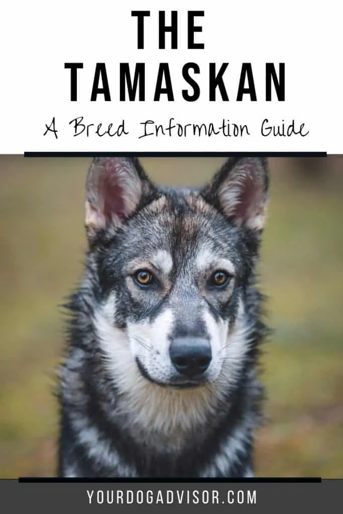 Tamaskan 2