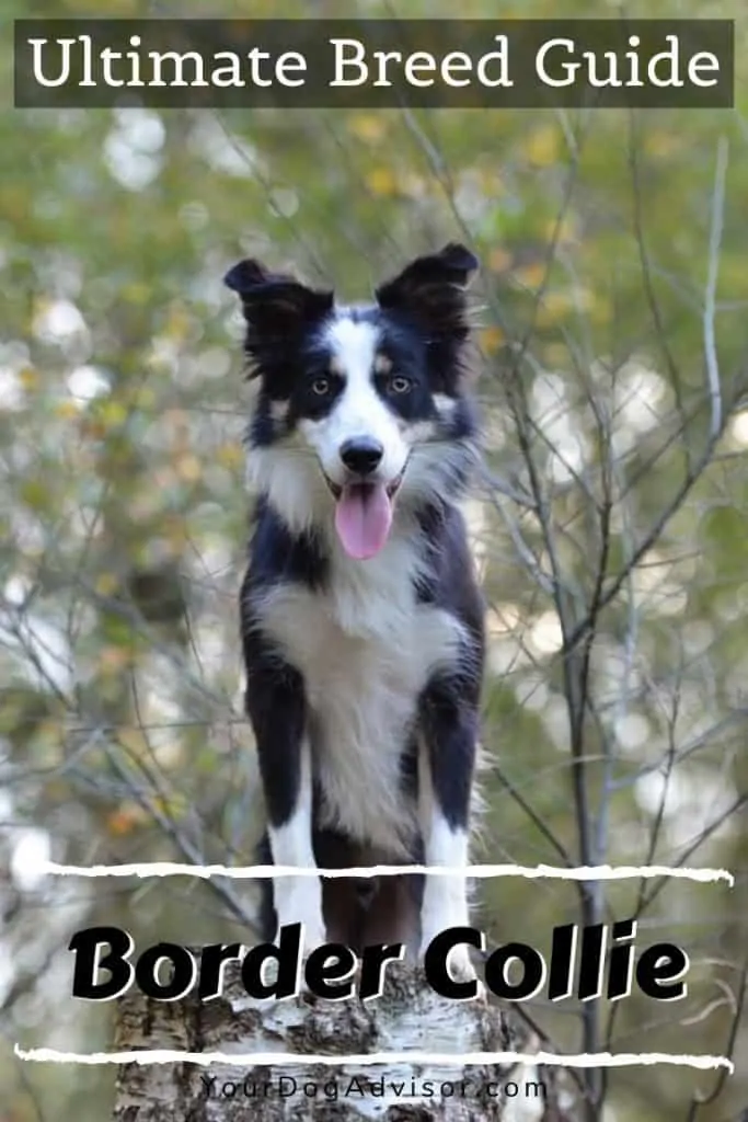 canva image border collie