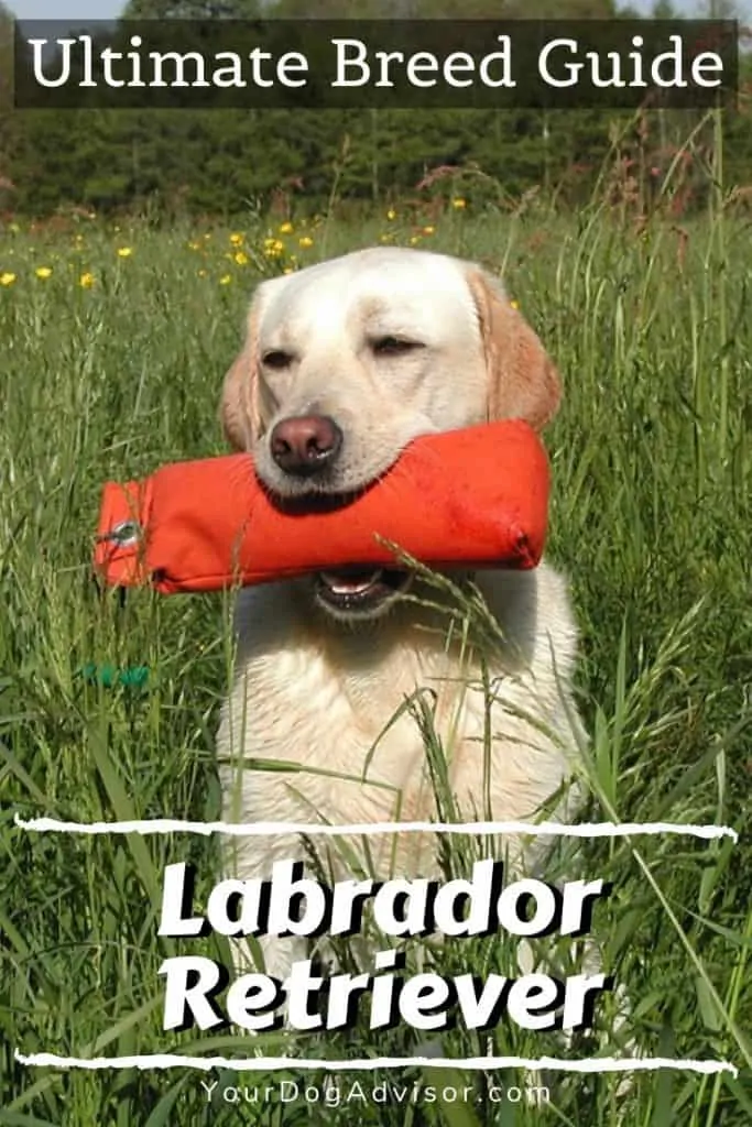 labrador retriever breed information