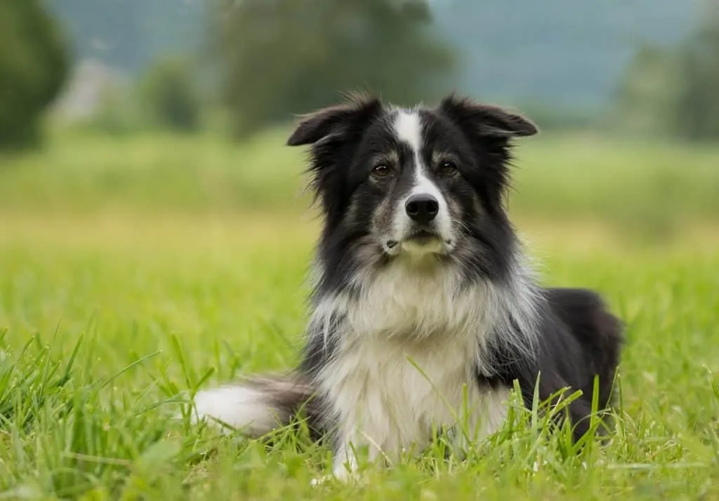 pic 1 border collie in grass