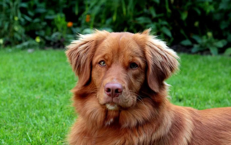 pic 1 nova scotia duck tolling retriever in yard looking at camera