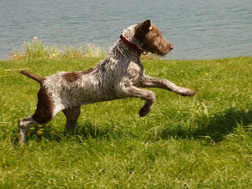 pic 1 draadharige pointer