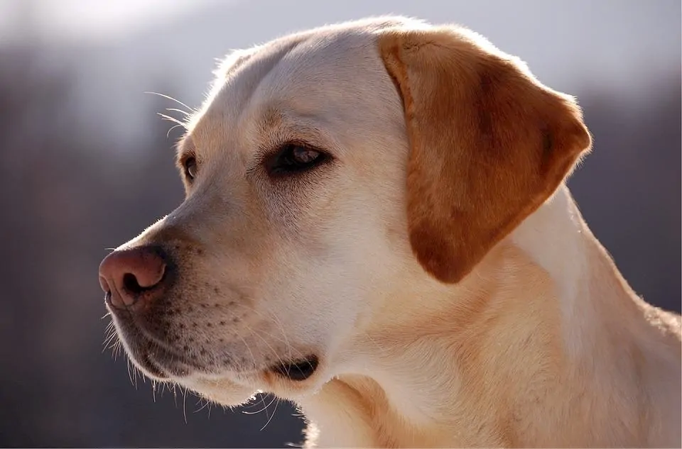 pic 1 yellow labrador side profile