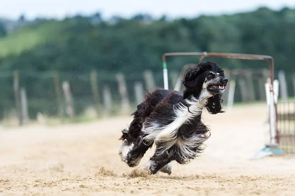  bilde 2 afghansk hund