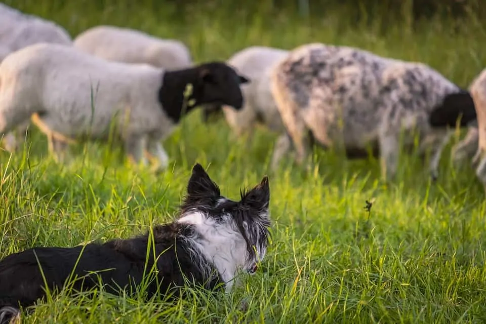 pic 2 border collie and sheep