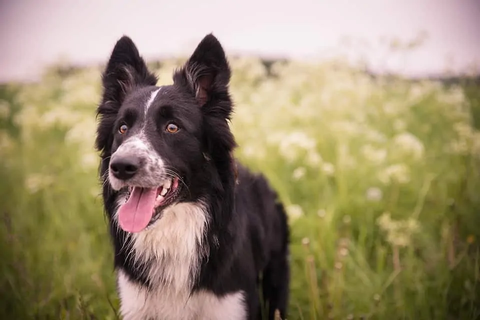 pic 3 erect ear border collie