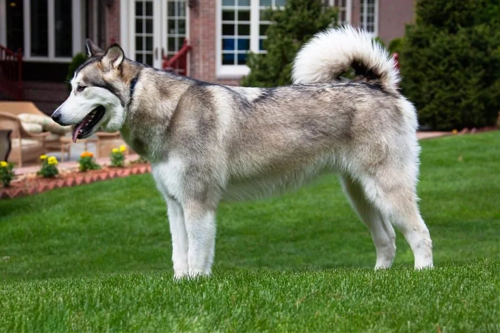 pic 3 malamute