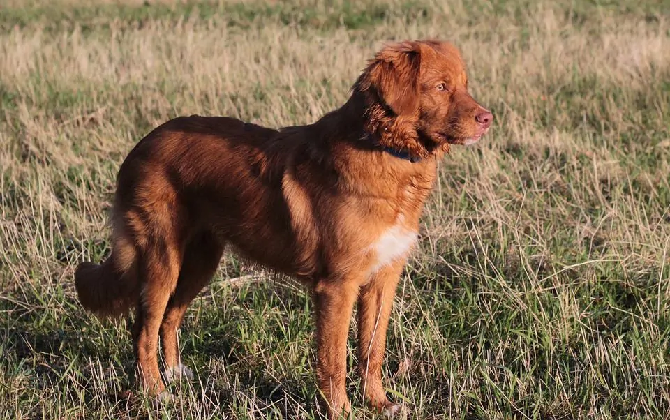 pic 3 nova scotia duck tolling retriever in field