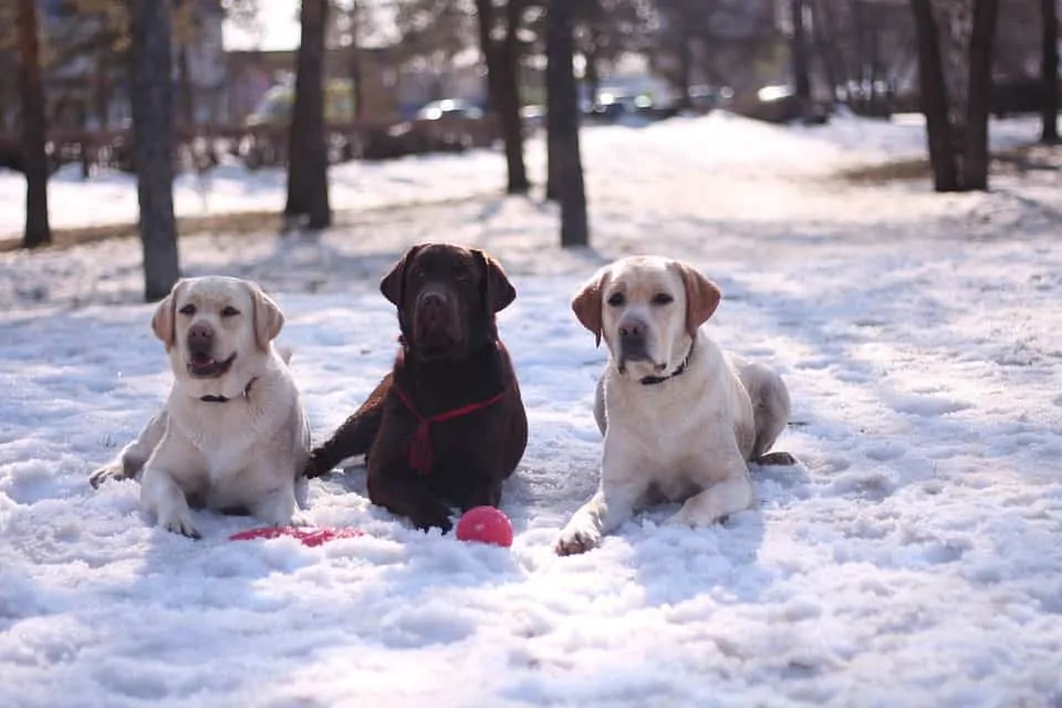 pic 3 three labradors in snow