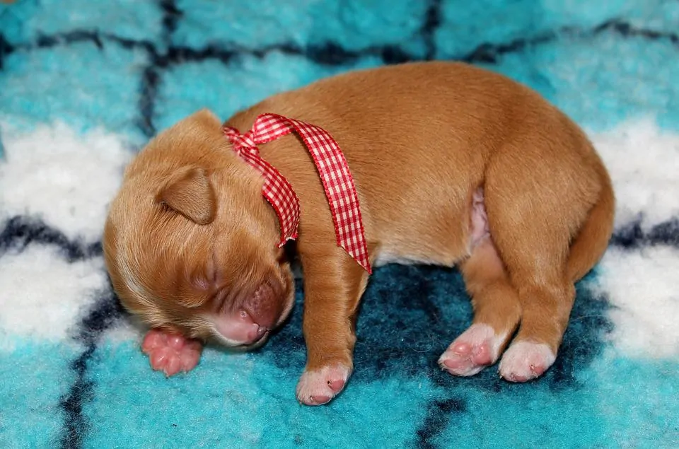 pic 4 newborn puppy nova scotia duck tolling retriever