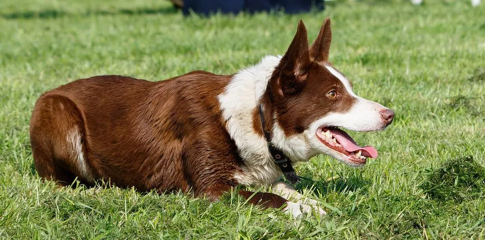 pic 4 smooth coat border collie