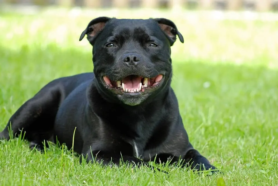  pic 4 staffordshire bull terrier