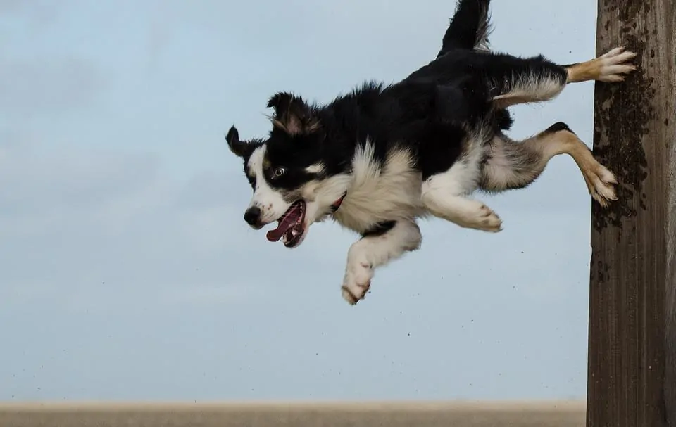 pic 5 border collie jumping off all