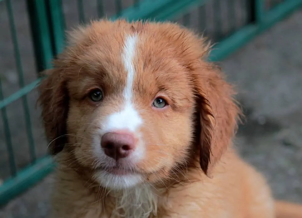 pic 5 puppy nova scotia duck tolling retriever