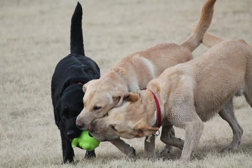 pic 5 three labradors with ball