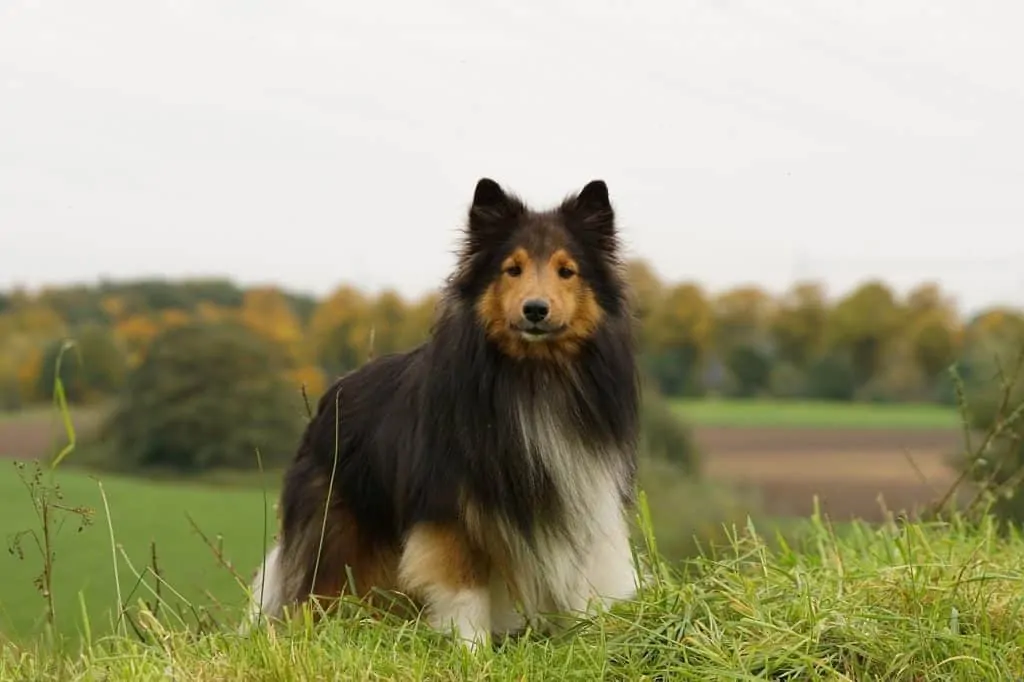 pic 6 a long haired black sheltie in a meadow