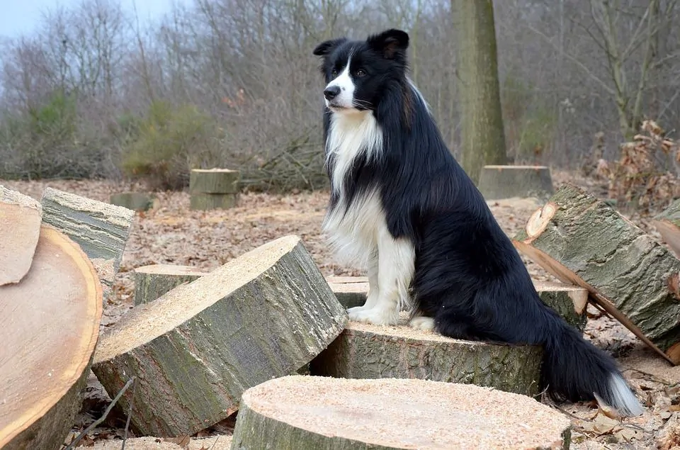 pic 6 border collie on wood pile