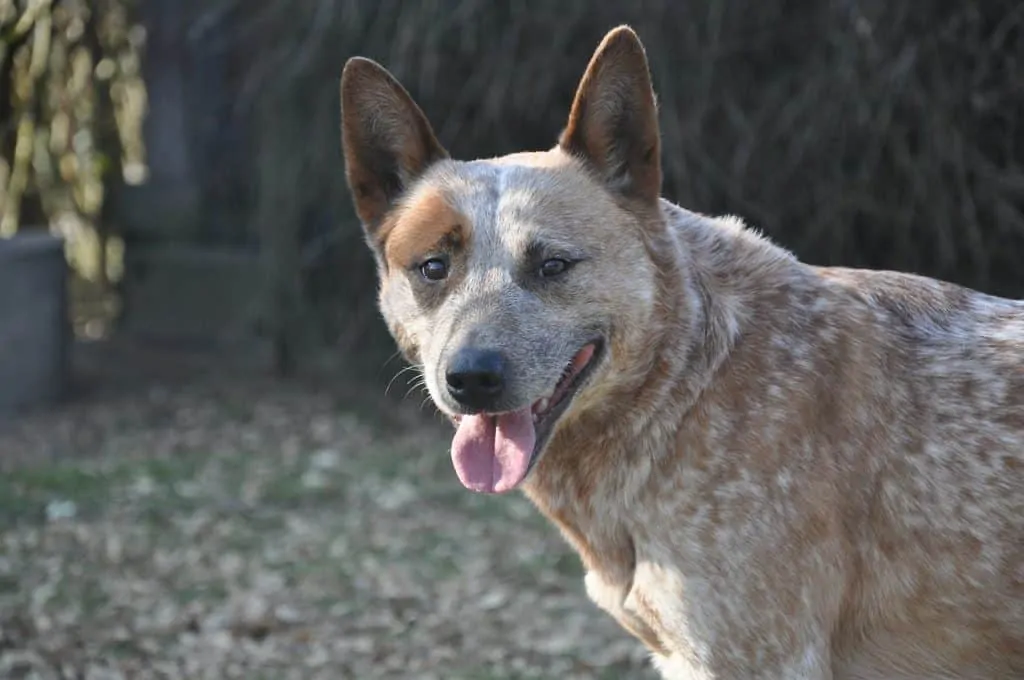  pic 7 austrlian nötkreatur hund