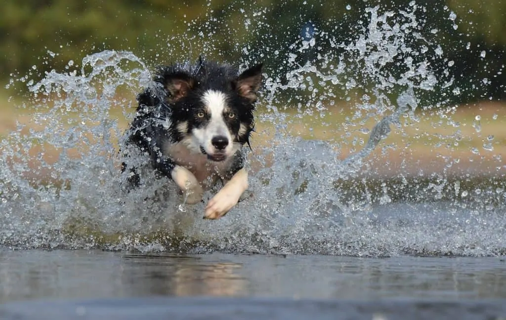 pic 7 border collie in water