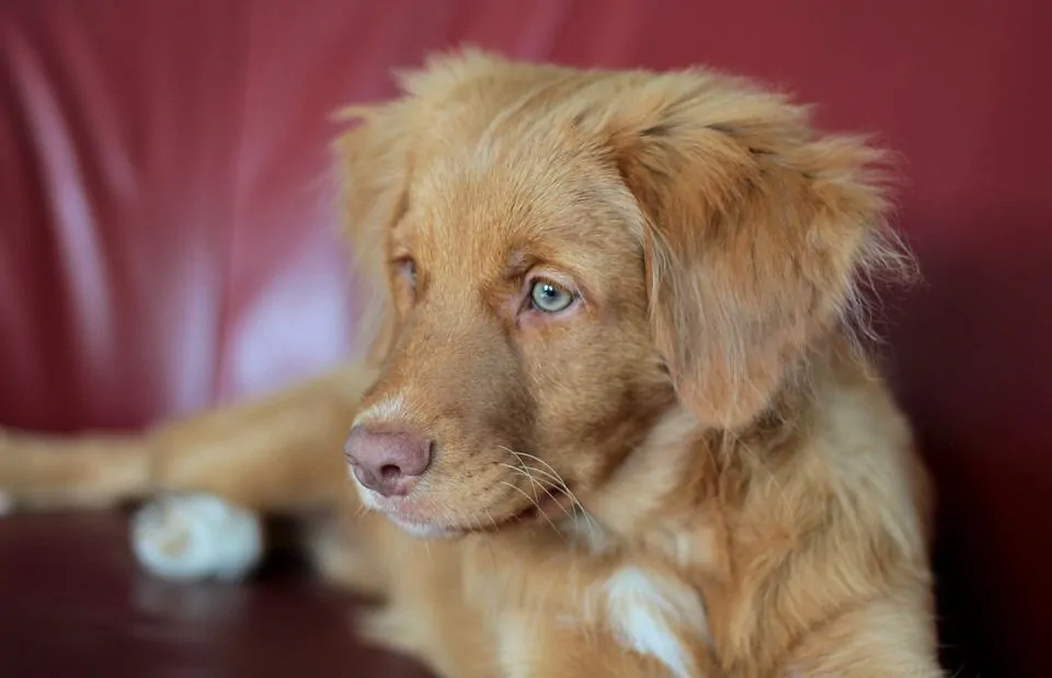 pic 7 nova scotia duck tolling retriever on red couch