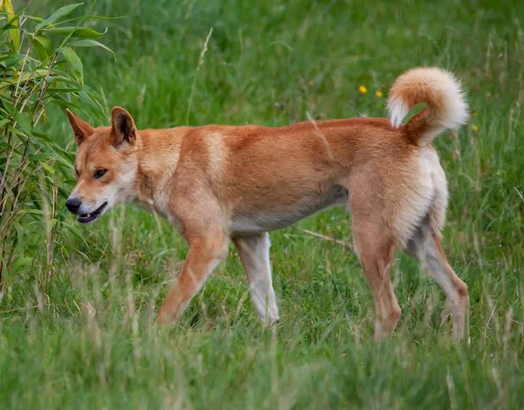 pic 8 dingo