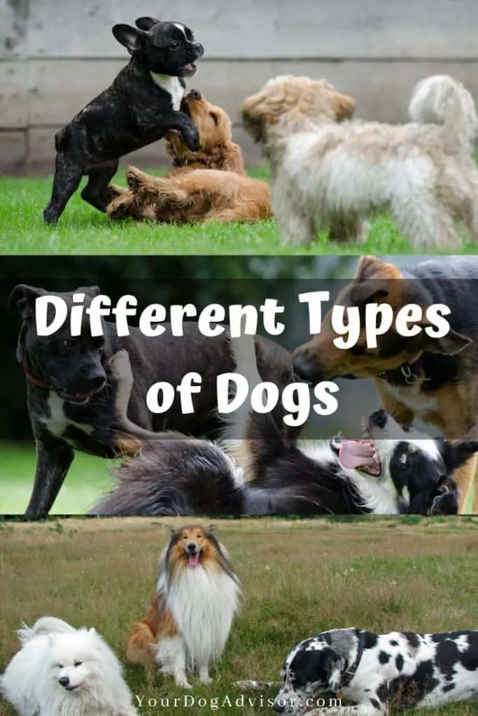  types de chiens