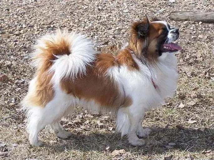 Tibetan Spaniel Dog Breed Information - 11 Facts to Know 2