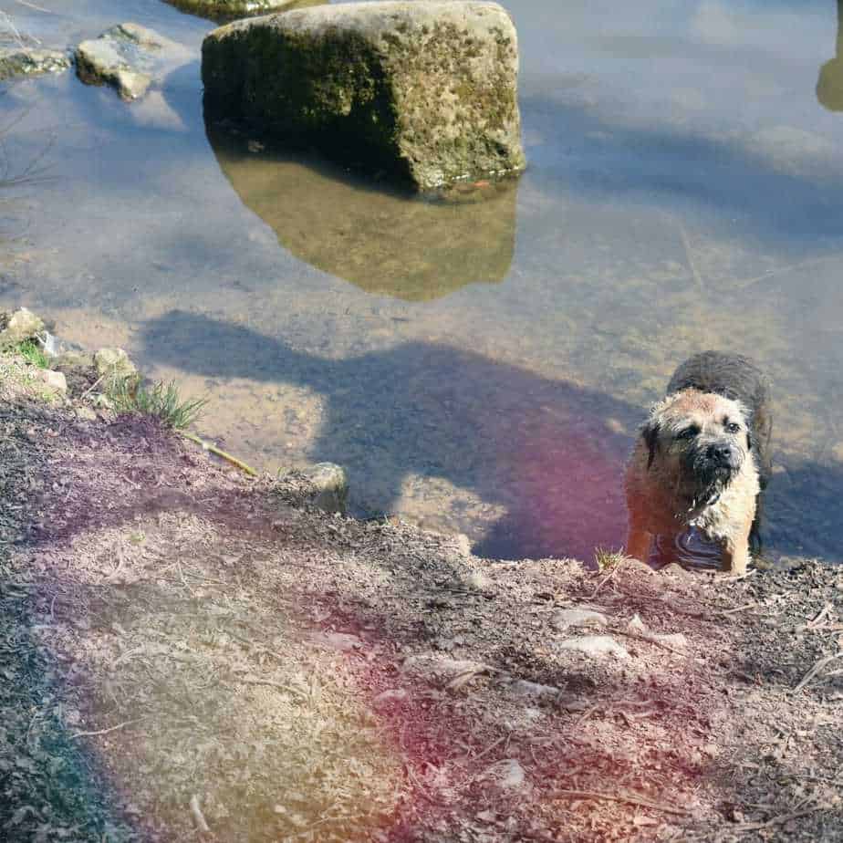 Border Terrier Breed Information Guide - 9 Things to Know 2 Border Terrier Breed Information Guide - 9 Things to Know 2