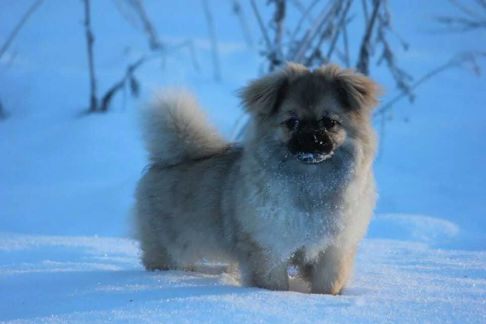 Tibetan Spaniel Dog Breed Information - 11 Facts to Know 5