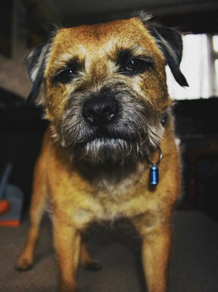 Border Terrier Breed Information Guide - 9 Things to Know 5