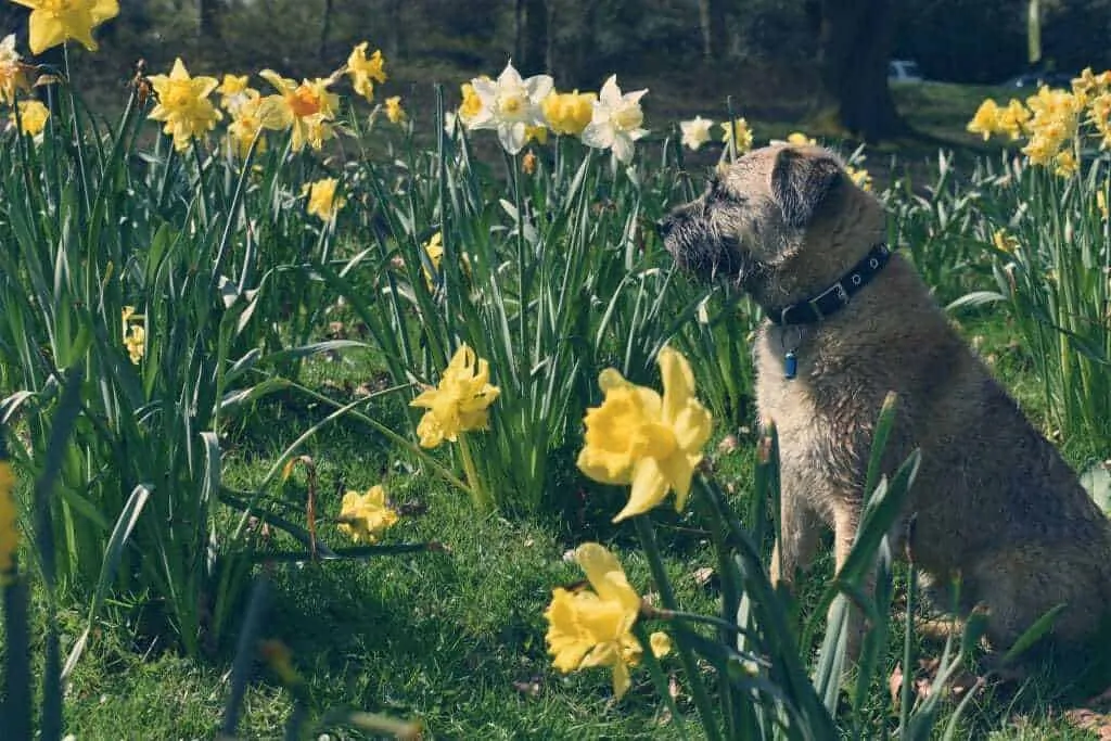 Border Terrier Breed Information Guide - 9 Things to Know 7