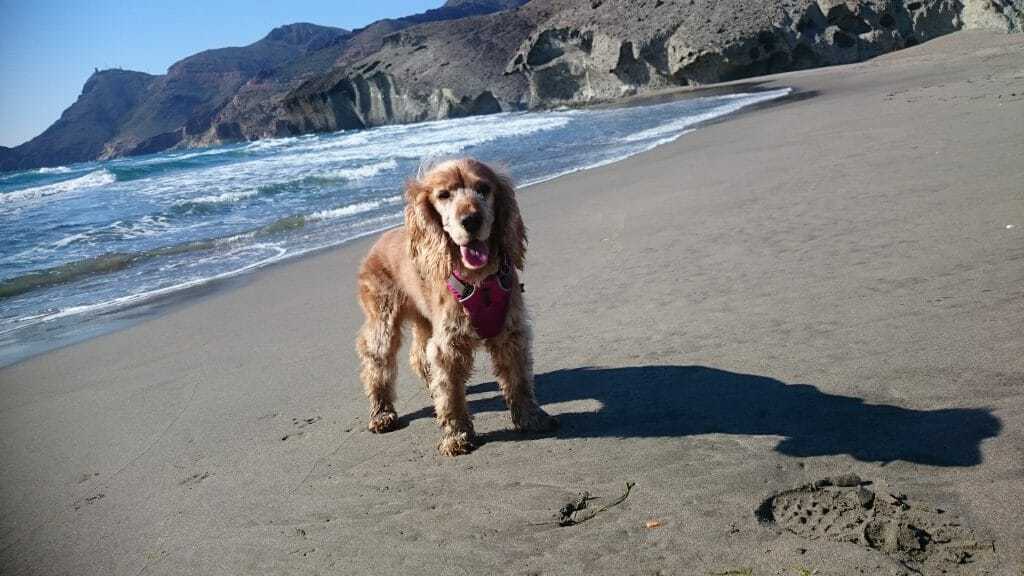 high cotton english cockers