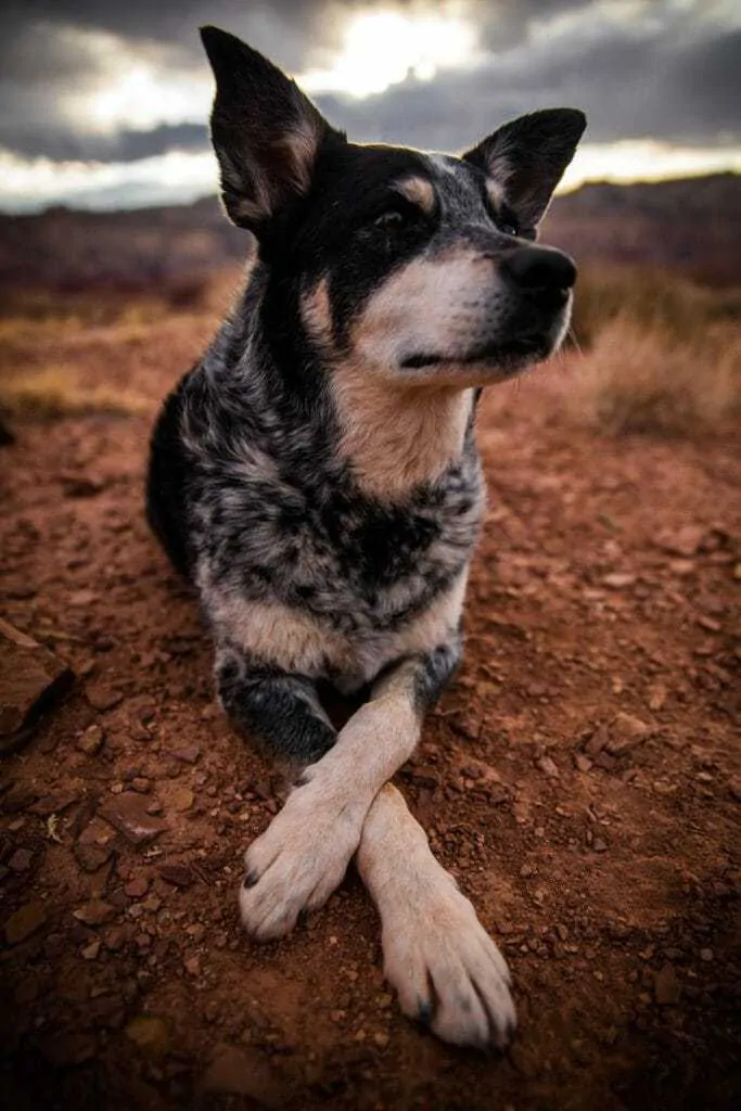 Blue heeler pointer mix hot sale temperament