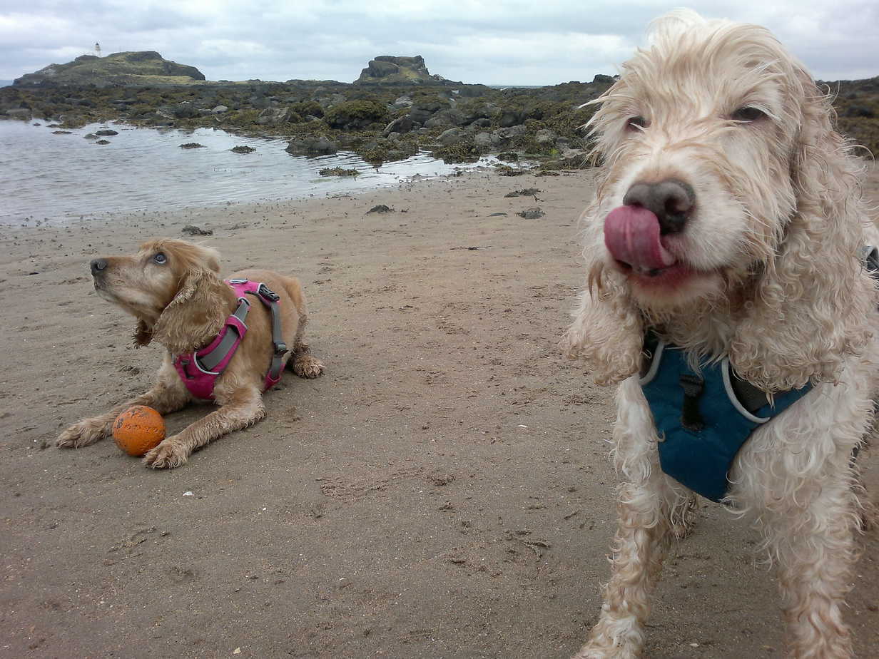 English Cocker Spaniel Breed Information 10 Things to Know Your Dog