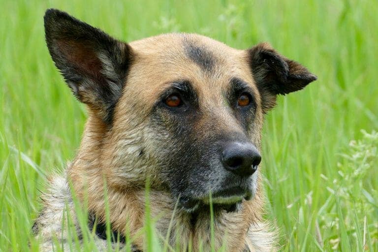 How to Stop Excessive Dog Barking 9 Tips That Work Your Dog Advisor