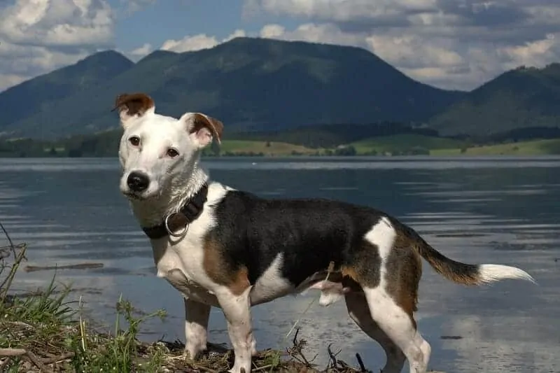 Jack Russell Terrier Breed Information: 9 Things to Know 9