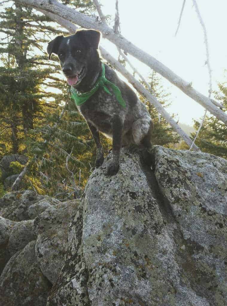 blue heeler hunting dog